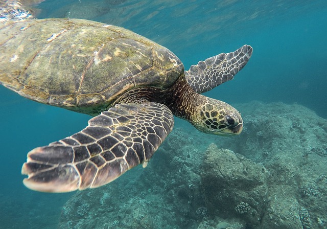 Seychely pozorování mořských želv