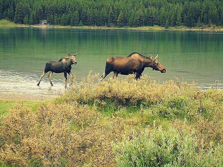 Kanada Národní park Jasper