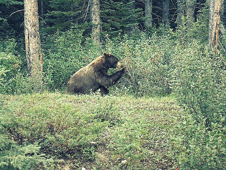 Kanada Národní park Jasper