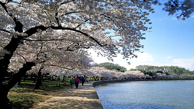 Washington Jefferson Memorial  co navštívit a vidět, průvodce