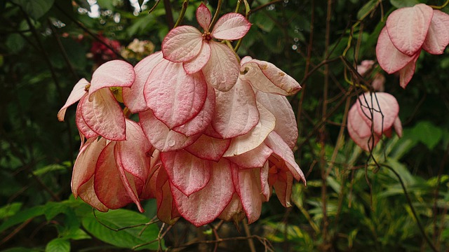 Kuala Lumpur co navštívit a vidět orchidejová zahrada