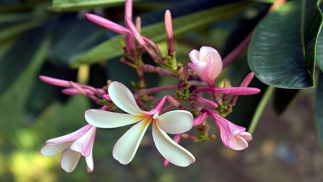 Singapur botanická zahrada orchideje 