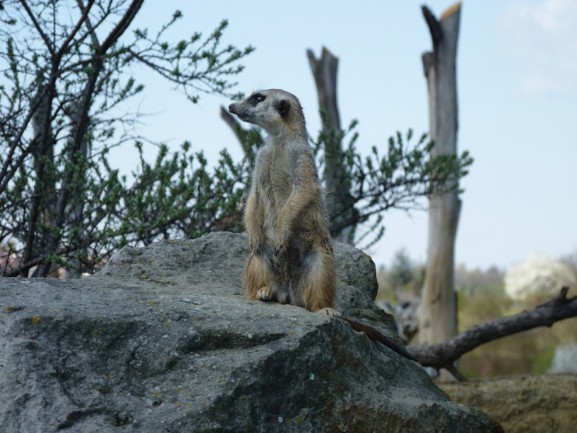 Praha zoologická zahrada co navštívit a vidět