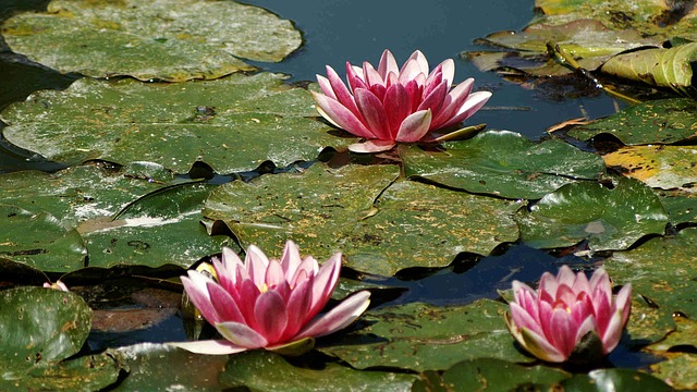 Normandie Giverny Claude Monet co navštívit a vidět v Normandii Francii