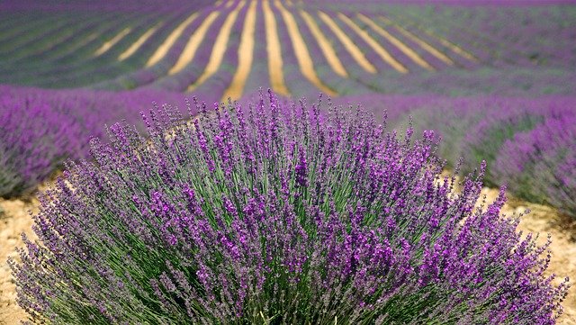 Provence levandule co navštívit a vidět v Provence