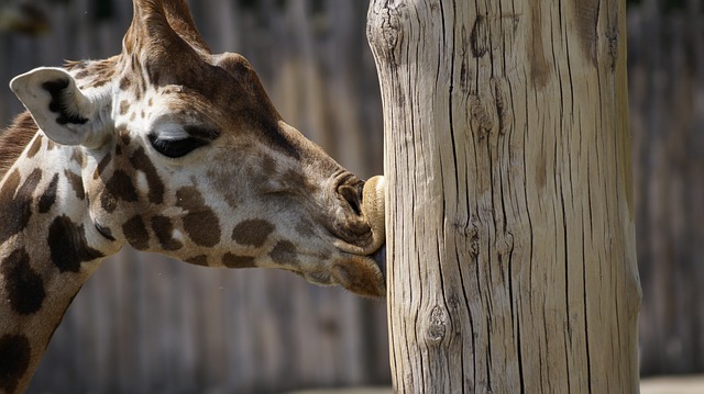 Lipsko co navštívit a vidět, zoologická zahrada