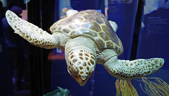 Meklenbursko-Přední Pomořansko Stralsund Oceanárium co navštívit a vidět Cesty po světě