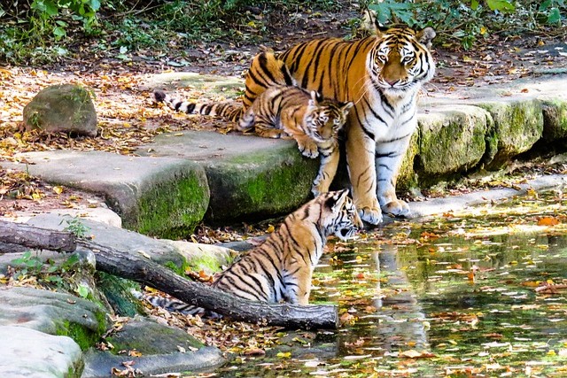 Co navštívit a vidět v Norimberku, Norimberská zoo průvodce Norimberk