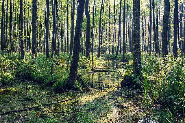 Polsko Bělověžský prale