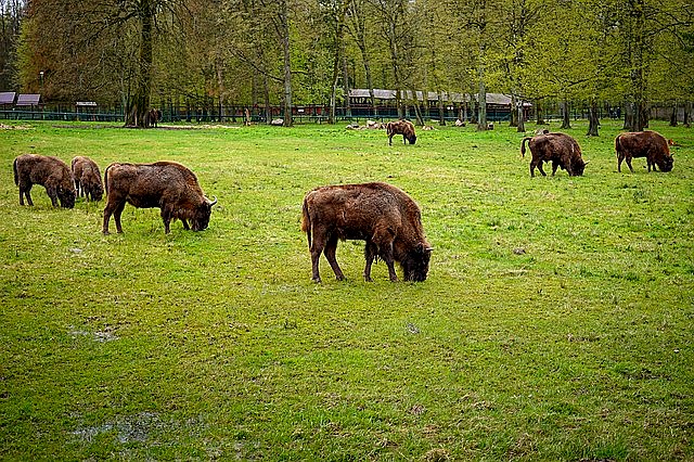 Polsko Bělověžský prale